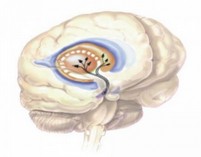 depressione idrocefalo normoteso idiopatico cetin neurodegenerativa